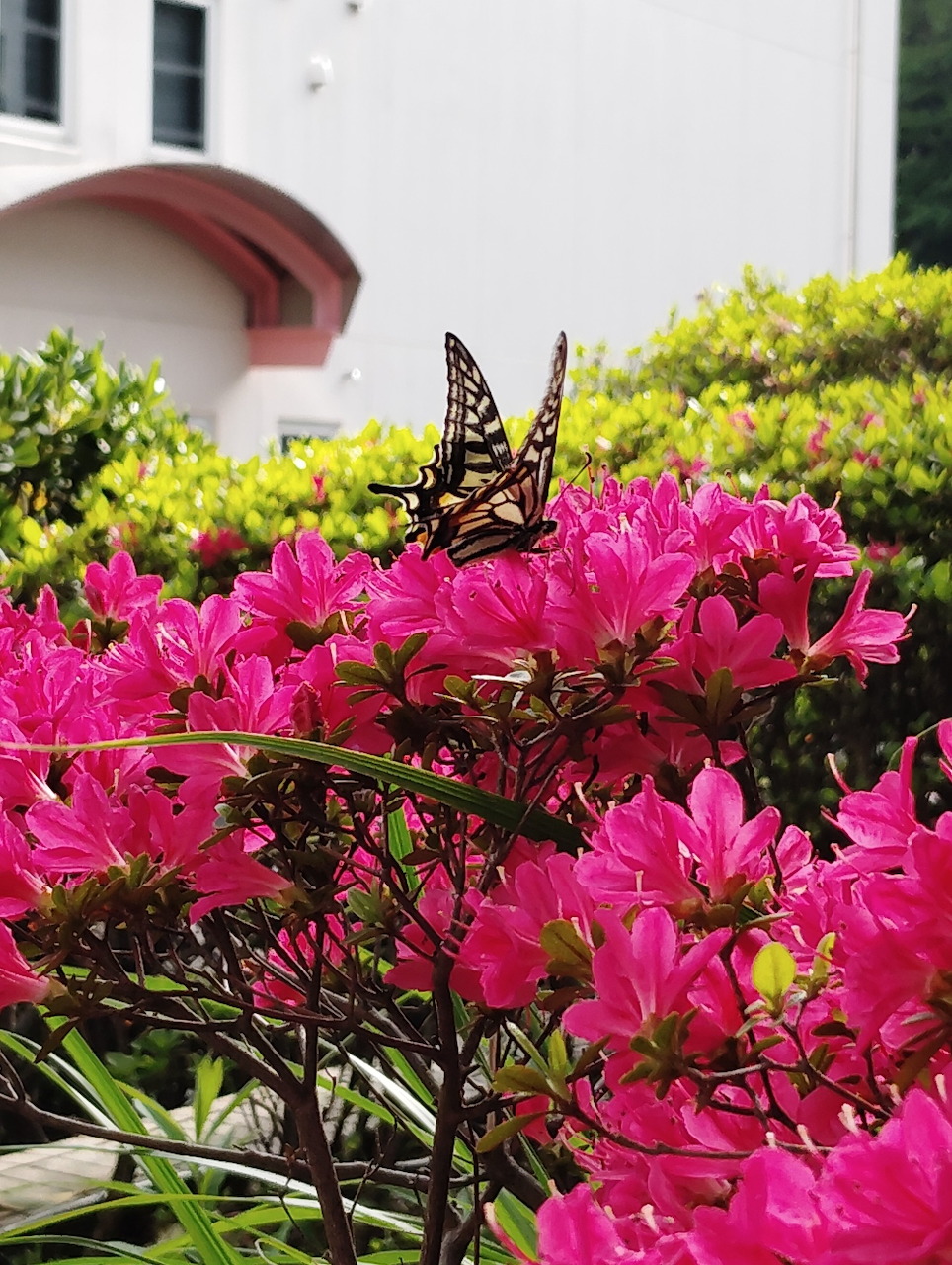 Swallowtail butterfly perched on bright pink azalea bloms in a garden with greenery and a building behind