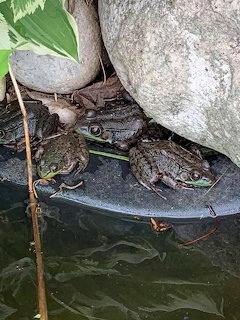 Several frogs sitting on a flat rock beside pond water under large stones
