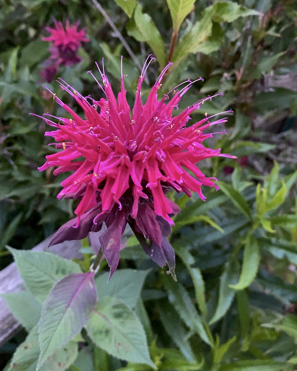 Close-up of a bright pink bee balm flower with green leaves in a garden