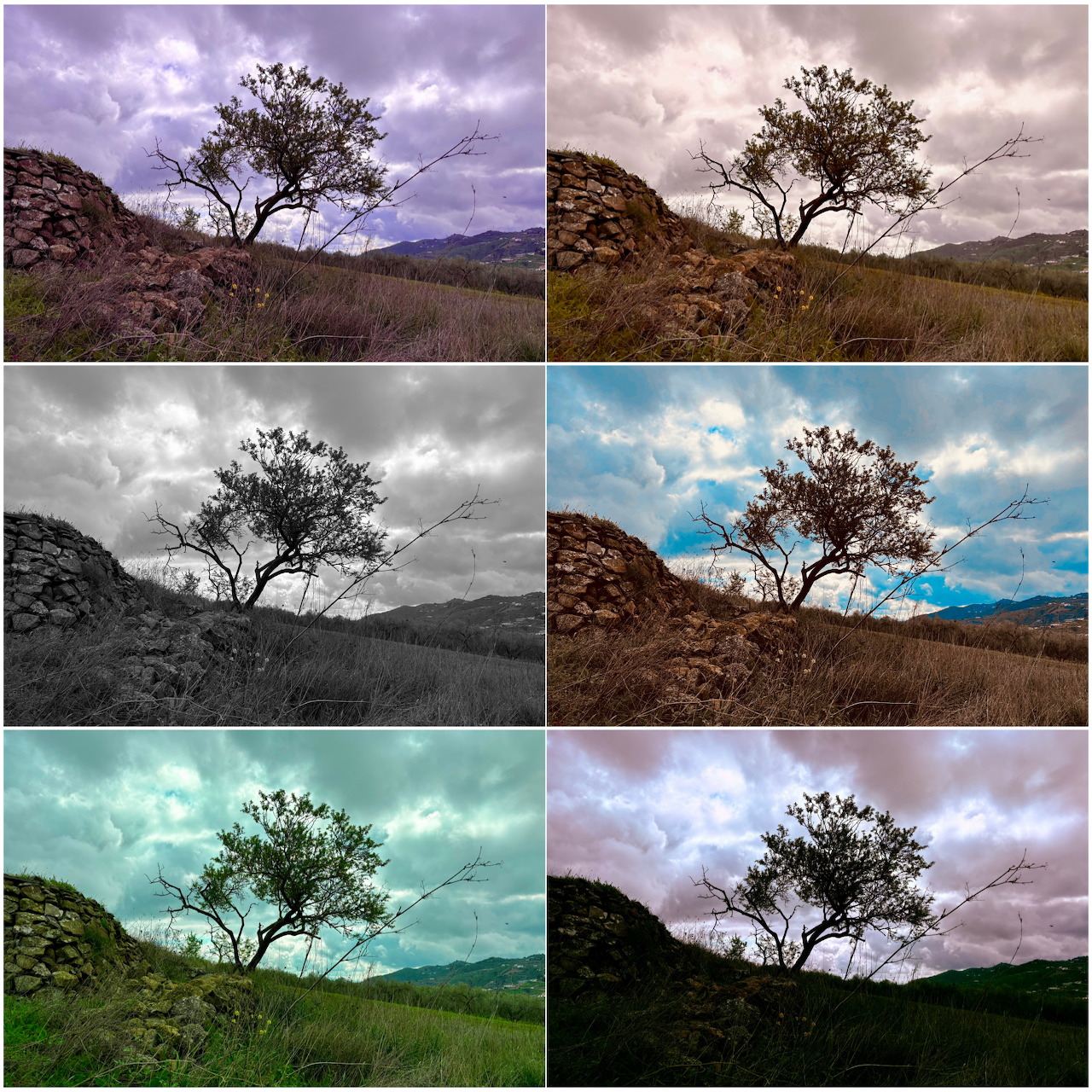 Six-panel collage showing a lone tree on a hillside with mountains, each panel color-graded differently