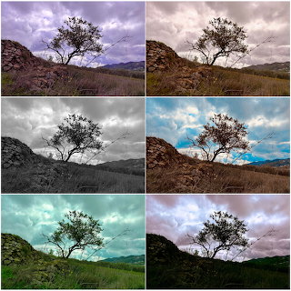 Tree Landscape Collage