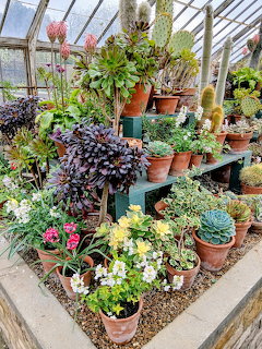 Colorful greenhouse interior with shelves of potted succulents and cacti in terracotta pots