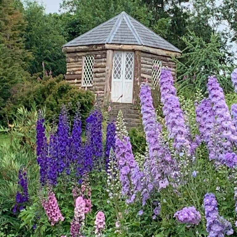 Garden Shed with Delphiniums