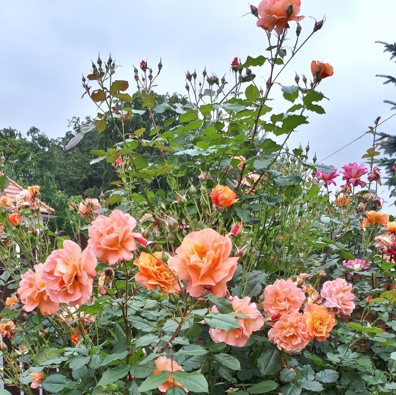 Peach and pink roses blooming on a leafy garden bush beneath a cloudy sky