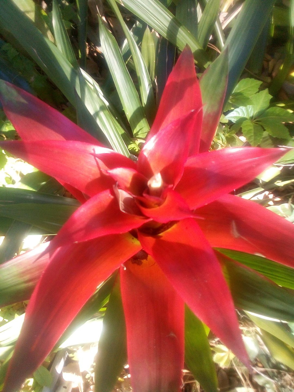Close-up of a bright red bromeliad flower surrounded by green leaves