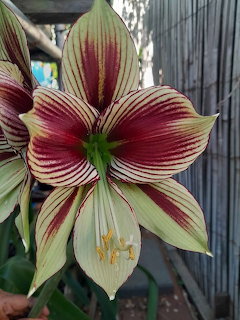 Hippeastrum Flower Closeup