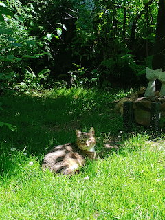 Tabby cat resting on grass in a sunny garden with green trees and bushes in the background