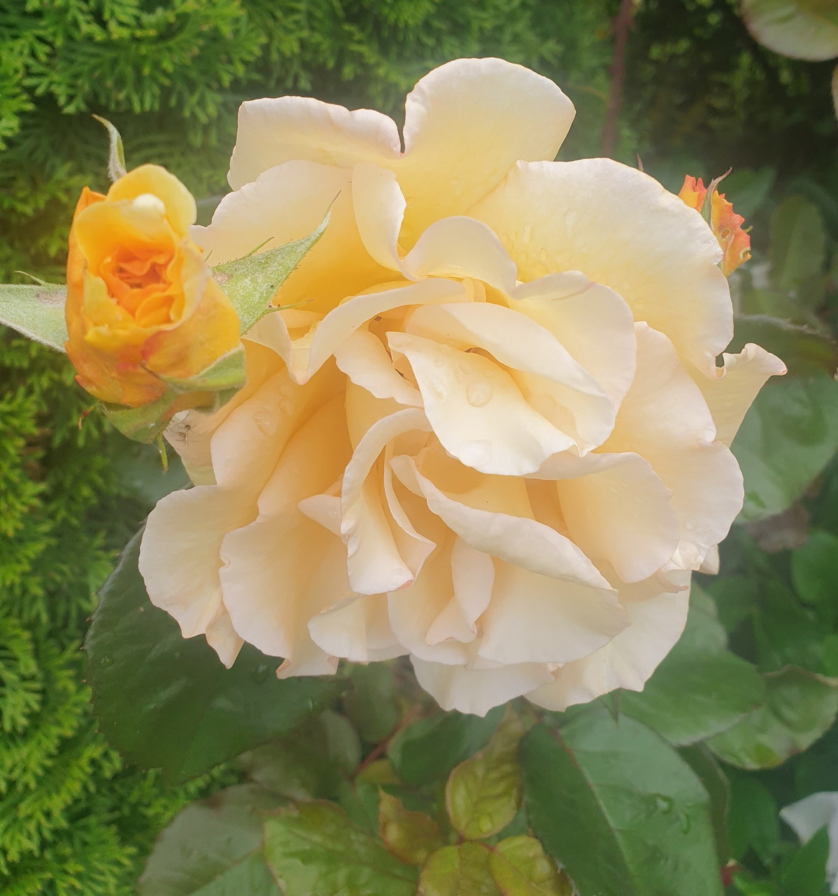 Close-up of a creamy yellow rose in full bloom with an orange bud and green leaves in a garden