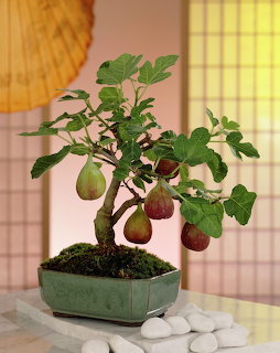 Potted bonsai fig tree with fruit on a table beside white stones indoors