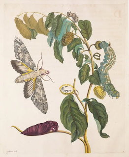Vintage engraving of a moth, caterpillar, and pupa on a fruiting plant branch with green leaves