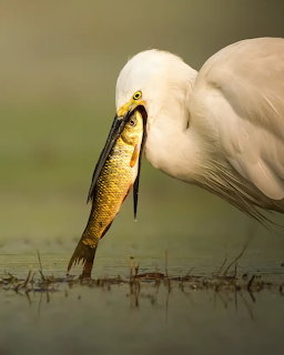 Great egret in shallow water holding a fish in its beak