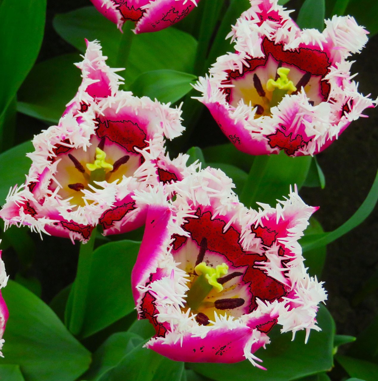 Pink and white fringed tulips with ruffled petal edges and yellow centers