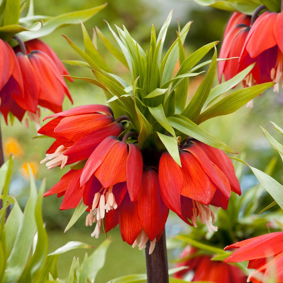 Red Fritillaria Flowers
