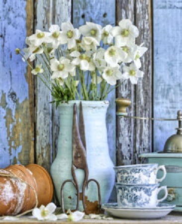 White daffodils in blue and white vases with vintage teacups on weathered wood background