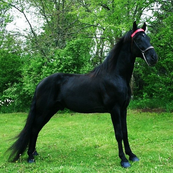 Black Tennessee Walking Horse standing on grass with trees behind