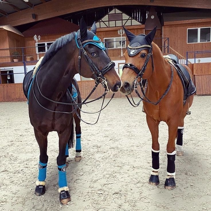 Two saddled horses standing face to face in a sandy stable yard