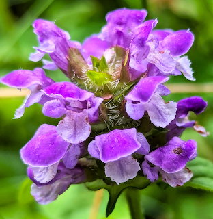 Close-up of a purple wildflower cluster against a soft green background