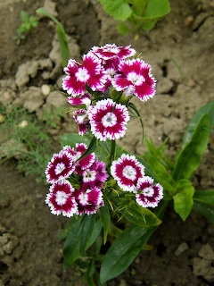 Pink and white Dianthus barbatus flowers with patterned petals growing in a garden