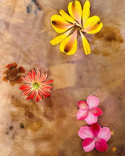 Three colorful flowers arranged diagonally on a stained brown paper background