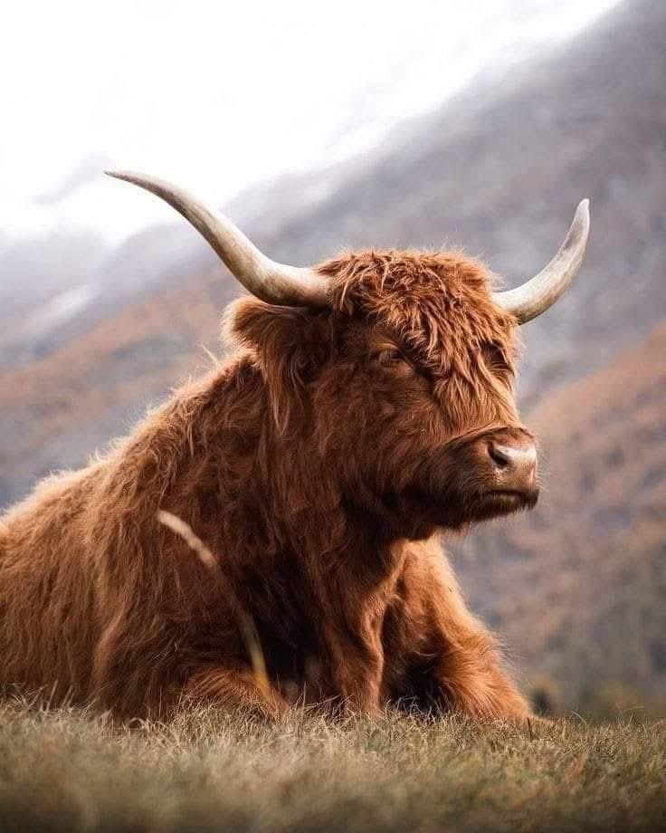 Shaggy red Highland cow with long curved horns in a grassy mountain setting