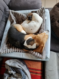 Two dogs sleeping curled up together in a gray pet bed on a couch