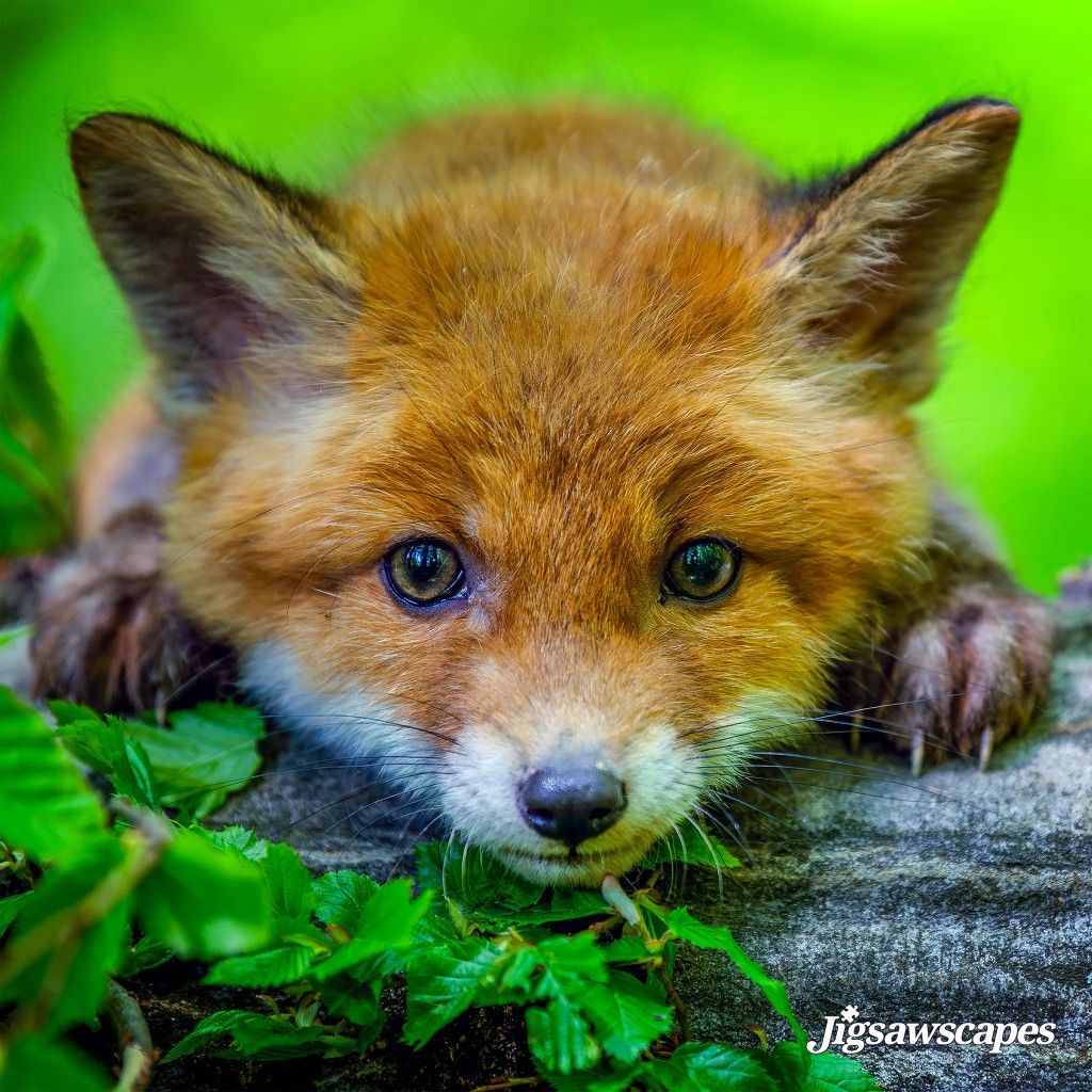 Red Fox Close-Up