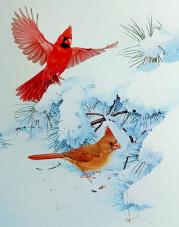 Red male cardinal flying above a brown female cardinal in snowy pine branches
