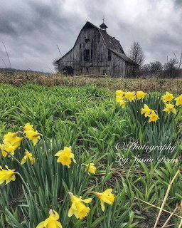 Weathered wooden barn surrounded by green field and yellow daffodils under cloudy sky