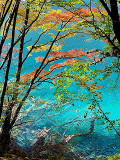 Autumn Trees Over Turquoise Water