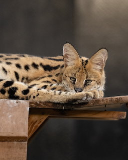 Spotted serval cat lying on a wooden platform with its head resting on its paws