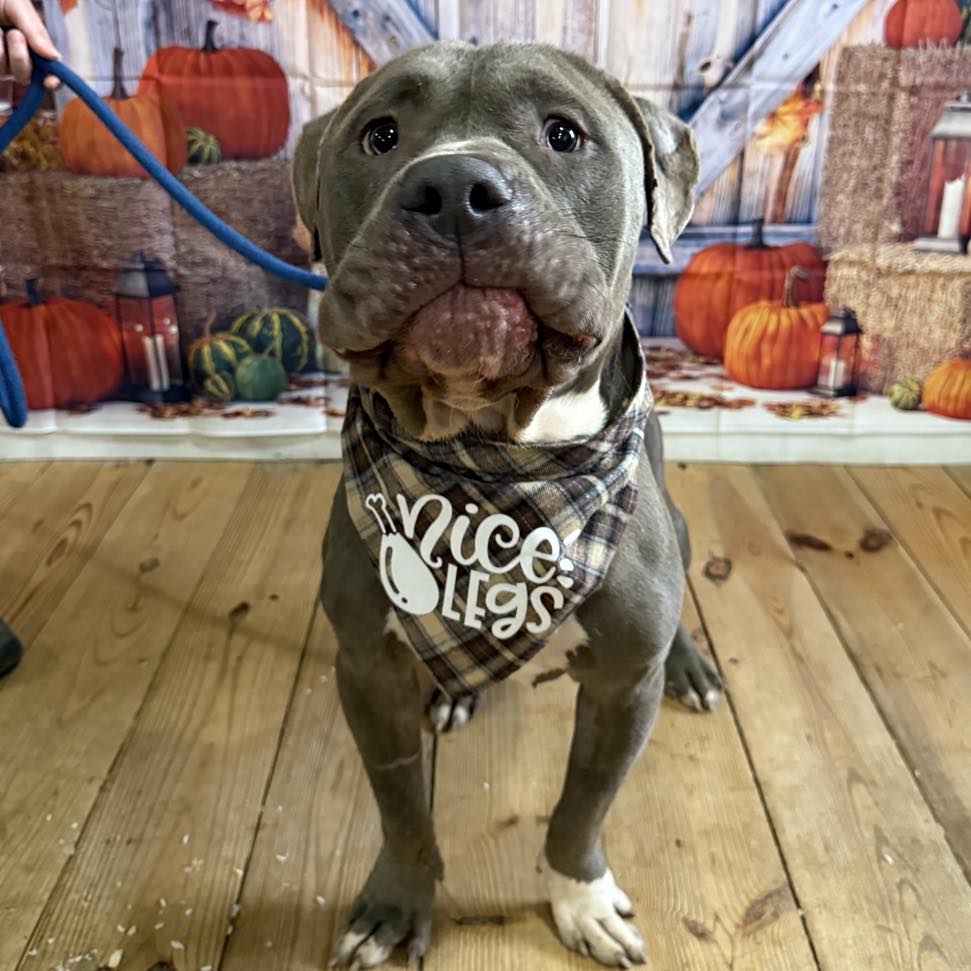 Gray pit bull dog wearing a bandana, standing on a wooden floor before a pumpkin backdrop