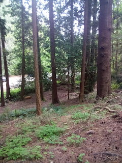 Dense forest with tall trees and green undergrowth on a natural woodland floor