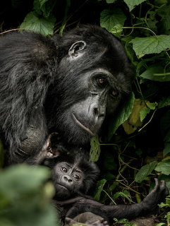 Mother gorilla holding her baby in dark green forest foliage