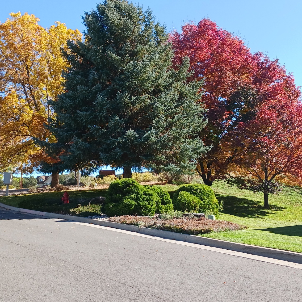 Three trees with yellow, green, and red foliage in a suburban front yard under blue sky