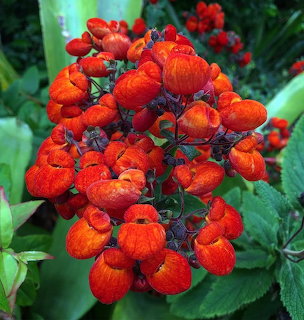 Cluster of bright orange pouch-shaped calceolaria flowers against green leaves
