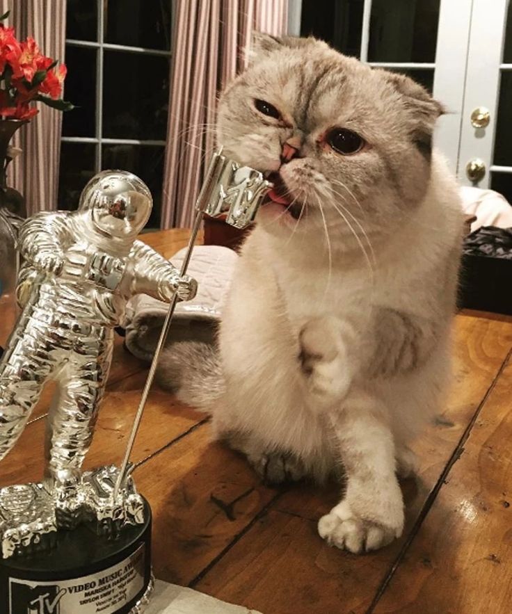 Fluffy grey cat biting a silver MTV moonman trophy on a wooden table