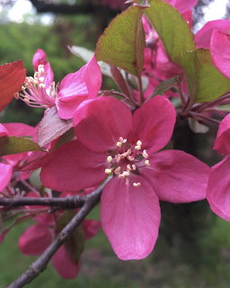 Close-up of bright pink crabapple blossoms with green leaves on a branch