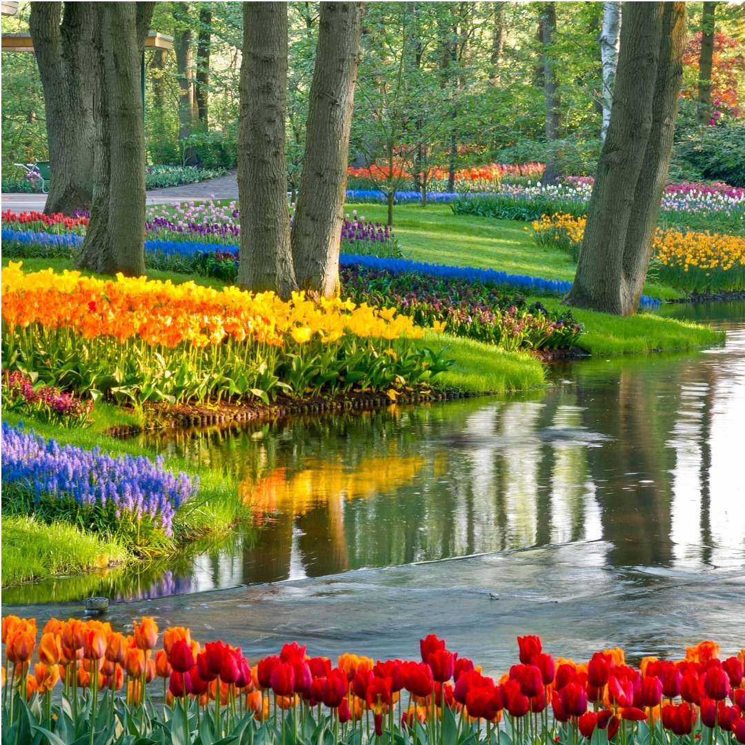Colorful spring garden with rows of tulips beside a calm pond reflecting trees
