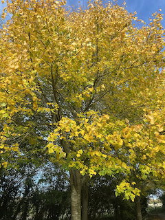 Autumn Yellow Tree