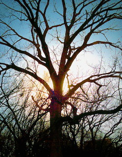 Large bare tree silhouetted against sunrise with sun glowing through its branches