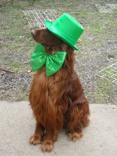 Irish Setter St. Patrick's Day