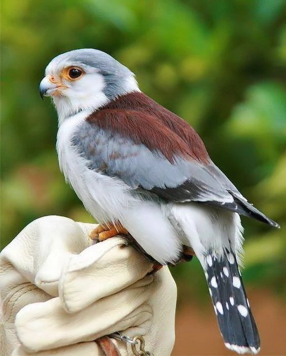 Pygmy Falcon on Glove