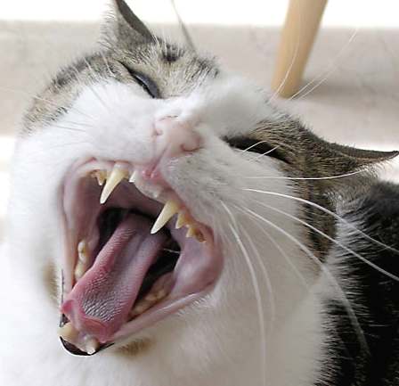 Gray and white tabby cat with mouth wide open in a yawn, showing teeth and pink tongue