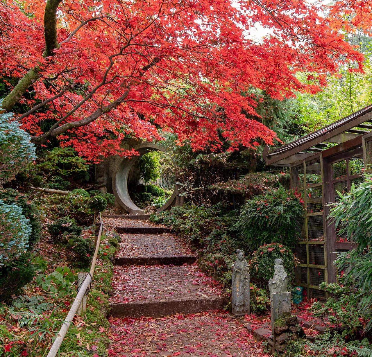 Stone path through Japanese garden with red autumn maples and stone statues