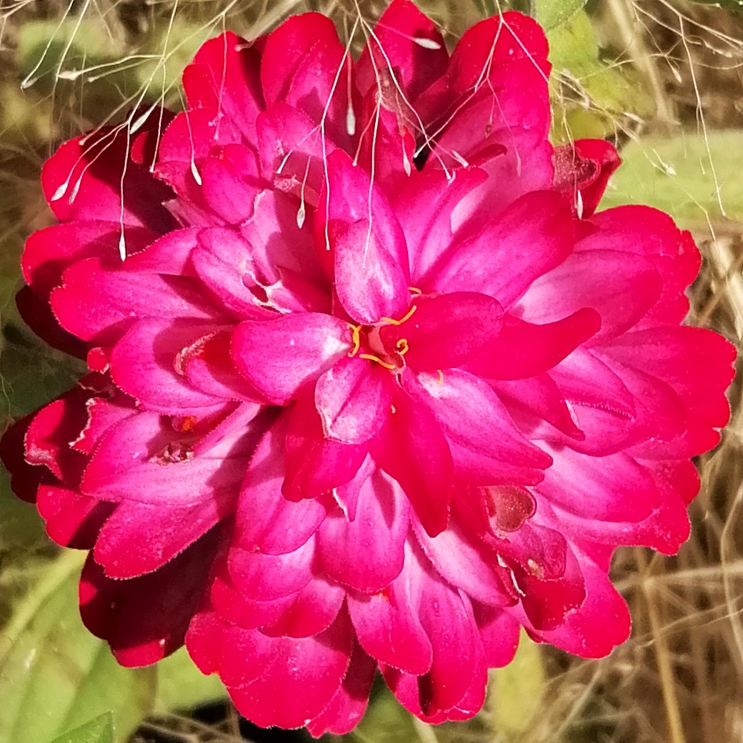 Close-up of a bright red-pink flower with layered petals against blurred grass