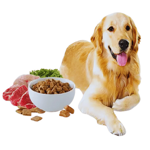 Golden Retriever Dog