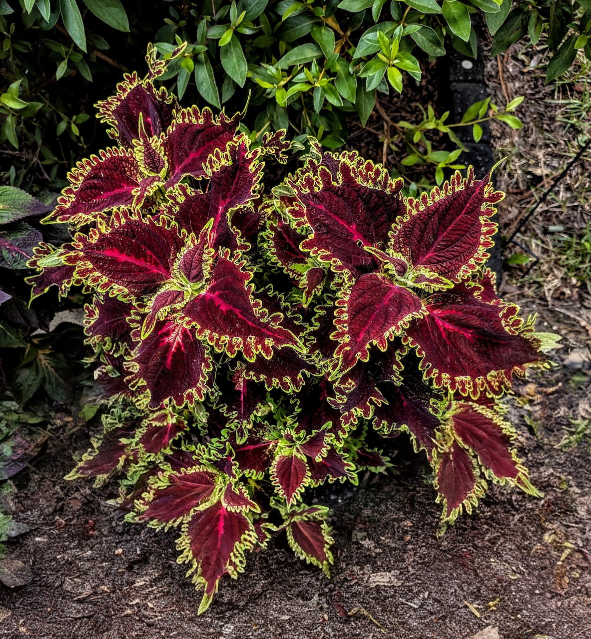 Coleus plant with red leaves and lime green edges growing in soil