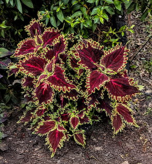Coleus plant