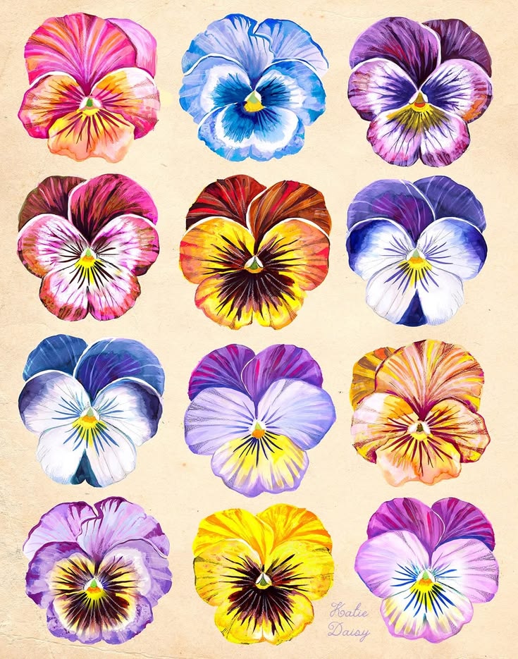 Twelve colorful pansy flowers arranged in rows showing pink, blue, purple, yellow and orange blooms