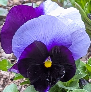 Purple and white pansy flower with dark velvety center and yellow pistil against green leaves